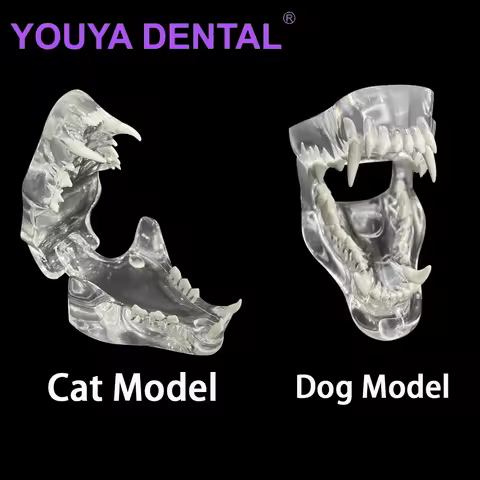 Dental Dog Cat Clear Teeth Skull Model Canine Animals Oral Tooth Jaw Anatomical for Veterinary Educa