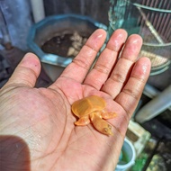 baby bulus albino