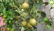 Fruit Tree - Anak Pokok Limau Kasturi/ Pokok Limau Nipis 酸柑树苗 /Citrus microcarpa / Calamasi / Limau 