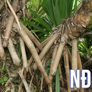 2KG PINEAPPLE ROOTS (FALLING) DETOXIFICATION MAT