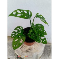 Pokok Hiasan Hidup Monstera Adansonii