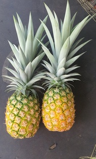 DỨA MD2 giống ngon nổi tiếng thế giới[combo 10 chồi]