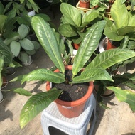 Anthurium black mamba uk besar (very rare item) real pic instant only