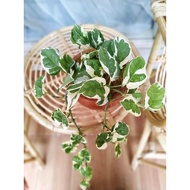 nurseriedora~Epiprenum auream njoy