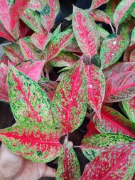 Tanaman Hias Aglaonema RED IMPRESA (Aglaonema/Srirejeki)