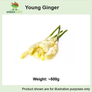 [Greencartsg] Fresh Vegetables – Young Ginger