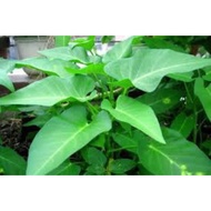 116.Kang kong Big Leaf/Water Spinach Seeds 100pcs Free Postal Mail in SG