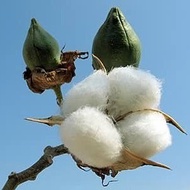 4 Cotton seeds Garden Seeds non-GMO Vegetable Seeds for planting (from SG)