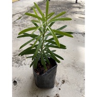 Bonsai Podocarpus罗汉松 (15-20cm)