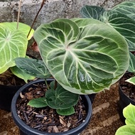 anthurium king of spades mutasi