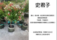 心栽花坊-使君子/史君子/棒棒糖造型/8吋/造型樹/綠化植物/綠籬植物/售價1200特價1000