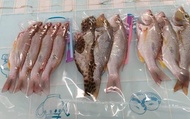 【澎湖海鮮直送 手釣綜合鮮魚1包 (300g/包)】澎湖內海一支釣 自家船隊捕撈就是鮮