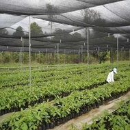 Jaring Paranet 50% ( 1 Roll ) Panjang 100 Meter (Rownal)