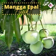[FRESH] Mangga Epal Muda| Pauh Epal Putik I Unripe Apple Mango