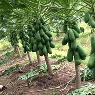 Anak Pokok Betik Sekaki Hybrid