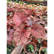 (T.G)Caladium Red sun👍-variegated