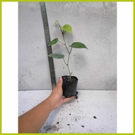 ∛ ☇◑ └ Native Paminta | Black Pepper Live Plant | Rooted cuttings