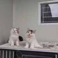 kucing kitten persia medium calico JANTAN