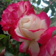 bunga mawar merah putih/komplang