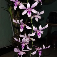 ORIGINL Anggrek Dendrobium Albertine