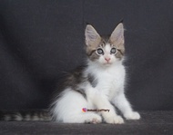 Kucing Mainecoon Brown Tabby White Female Kitten (Invoice)