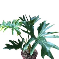 Philodendron Selloum Sahod Yaman 1.ft "LUCKY PLANTS" (LIVE /Rooted plant)