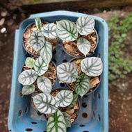 alocasia silver dragon