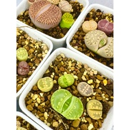 [Restocked 23 June] 🌈Lithops- （Single piece) with pot