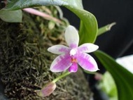 {親友蘭園} 蘭花拍賣之原生種蝴蝶蘭- P.modesta 有香味
