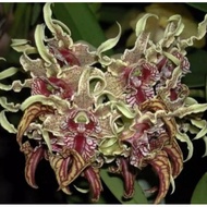 Anggrek Dendrobium Spectabile dewasa