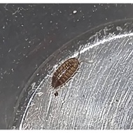 mixed isopod (only peninsular malaysia)