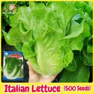 Fresh Organic Italian Lettuce Seeds for Planting (500 Seed) High Yield Hydroponic Lettuce Seeds Vege