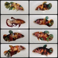 RBG (🔥 READYSTOCK 🔥) IKAN LAGA BETTA FISH FEMALE CANDY MULTICOLOUR AOC KOI GALAXY FANCY AOC PATTERN 