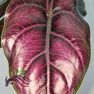 [Indoor] Rare Alocasia Azlanii by LS Group