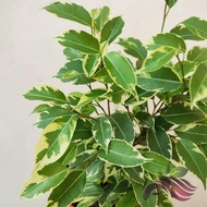 Ficus Benjamina Variegated by LS Group
