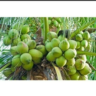 BIBIT KELAPA HIBRIDA ATAU KELAPA HIJAU ASLI