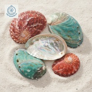 Multi-colored Abalone Shells - Decorative snail shells of many sizes - Beautiful snail shells