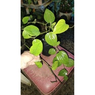 Paminta (fresh live plant)