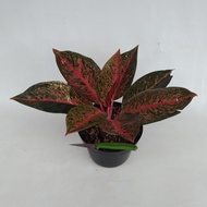 Aglaonema Tiara / Aglonema / Greg Hibrid