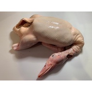 Fresh Whole Duck 2.2kg - 2.3kg