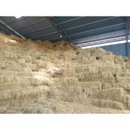 JERAMI PADI SERBAGUNA / PADDY STRAW / PADDY HAY / DRIED HAY