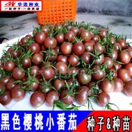 臺灣小黑番茄黑珍珠種子 種籽紫色聖女果口感小西紅柿櫻桃番茄蔬菜種籽hn