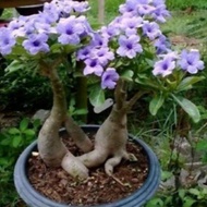 เมล็ด เมล็ดพันธุ์ ชวนชม สายพันธุ์ไต้หวัน ดอกสีม่วง Adenium Seeds กุหลาบทะเลทราย Desert Rose ราชินีบอนไซ อัตรางอก 80-90% มีคู่มือปลูก 9 เมล็ด