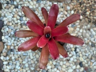 สับปะรดสี นีโอไฟร์บอล Neo. Fireball สีแดง หน่อใหญ่ เลี้ยงง่าย ส่งแบบถอดกระถาง