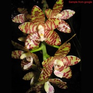 [ New Species + Rare ] Phalaenopsis kapuasensis Orchid - Seedling