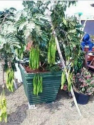 Pokok Hidup Petai Kawin Hybrid Live Plant