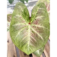 Keladi Green Ninja Caladium Rare Green Ninja