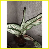 ♞,♘WHITE STAR CALATHEA/Larra thea's affordable