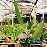 Tanaman Anggrek Cattleya Hybrid Pra - Dewasa - Bunga Besar