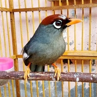burung poksay Mandarin gacor istimewa